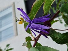Umbilicata